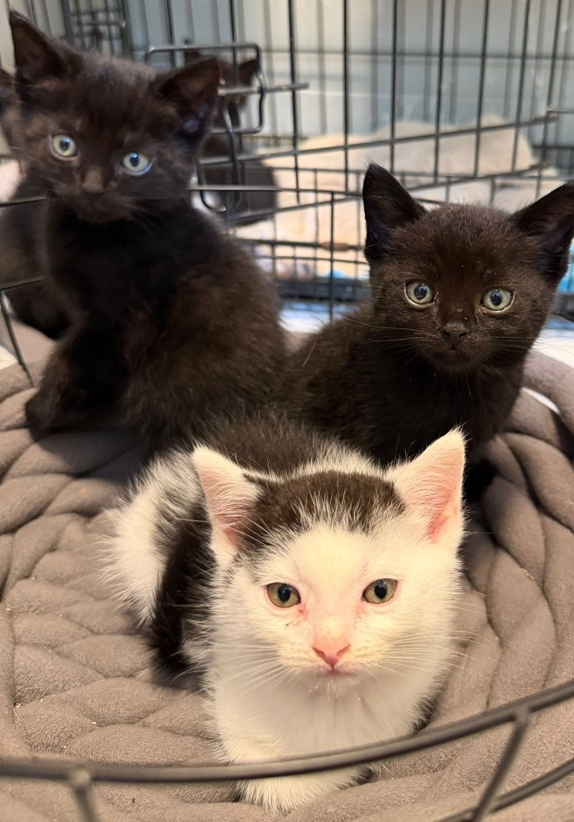 Lieve en speelse kittens/kat/poes zoeken een warm huisje!, Meerdere dieren