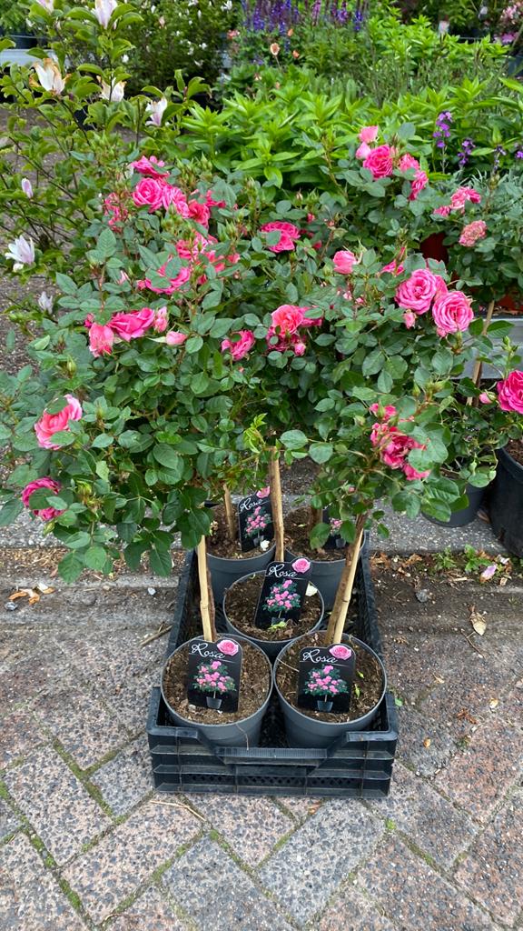 Roos op stam - Prachtige roze bloemen voor uw tuin, Volle zon, Vaste plant, Zomer, Ophalen
