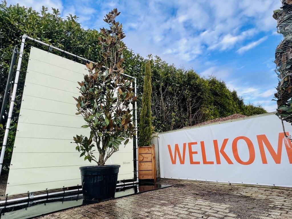 Magnolia Grandiflora Gallisoniensis - hoogte 400 cm, In pot, Halfschaduw, Zomer, 400 cm of meer