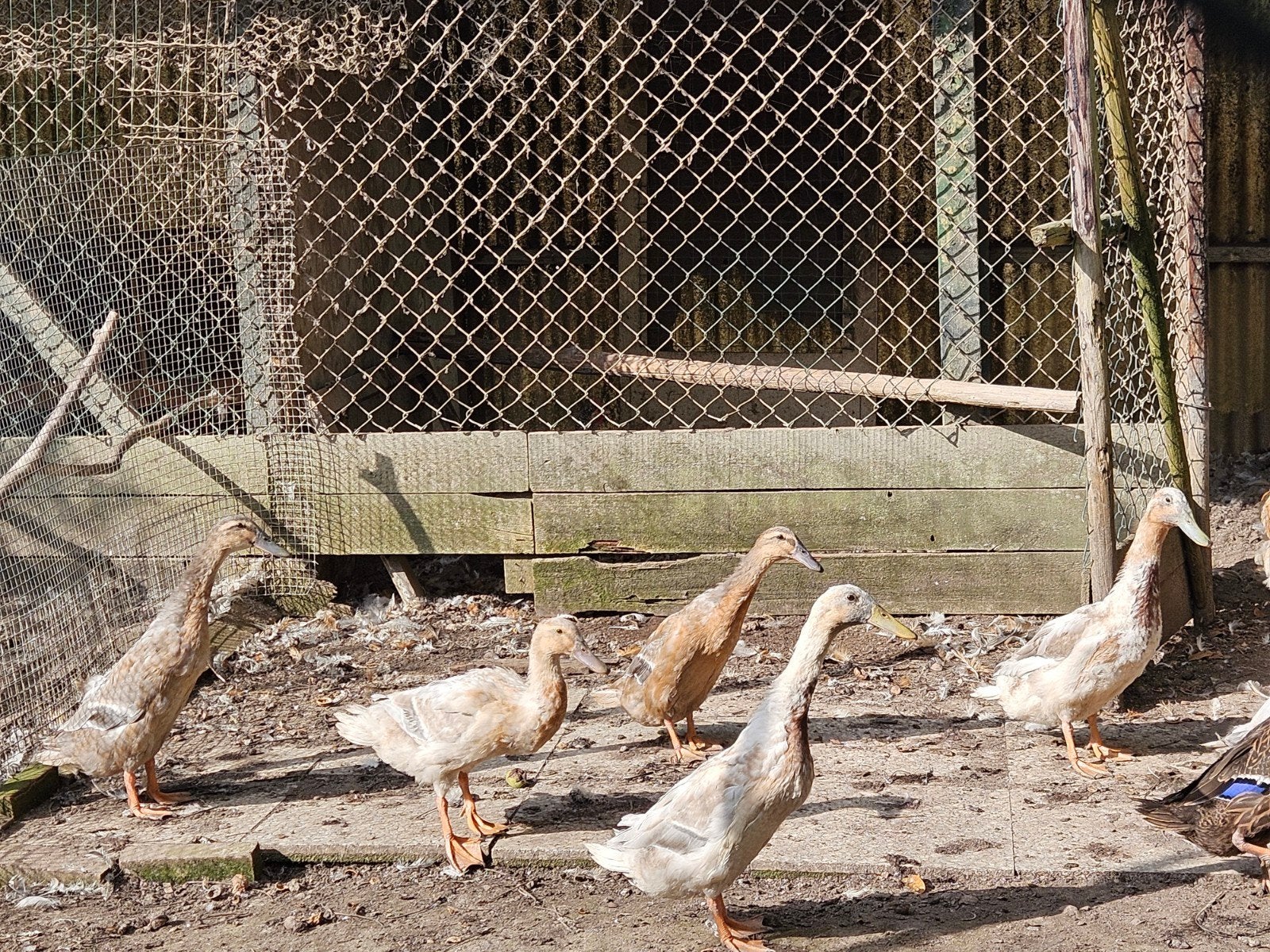 Loopeenden, Dieren en Toebehoren