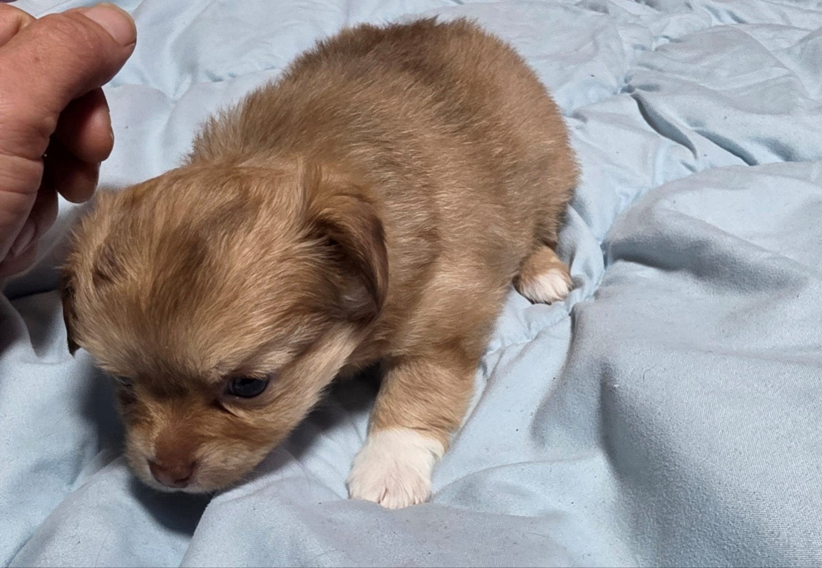 Lieve chihuahua pups, 8 tot 15 weken, Meerdere, Meerdere dieren, Chihuahua