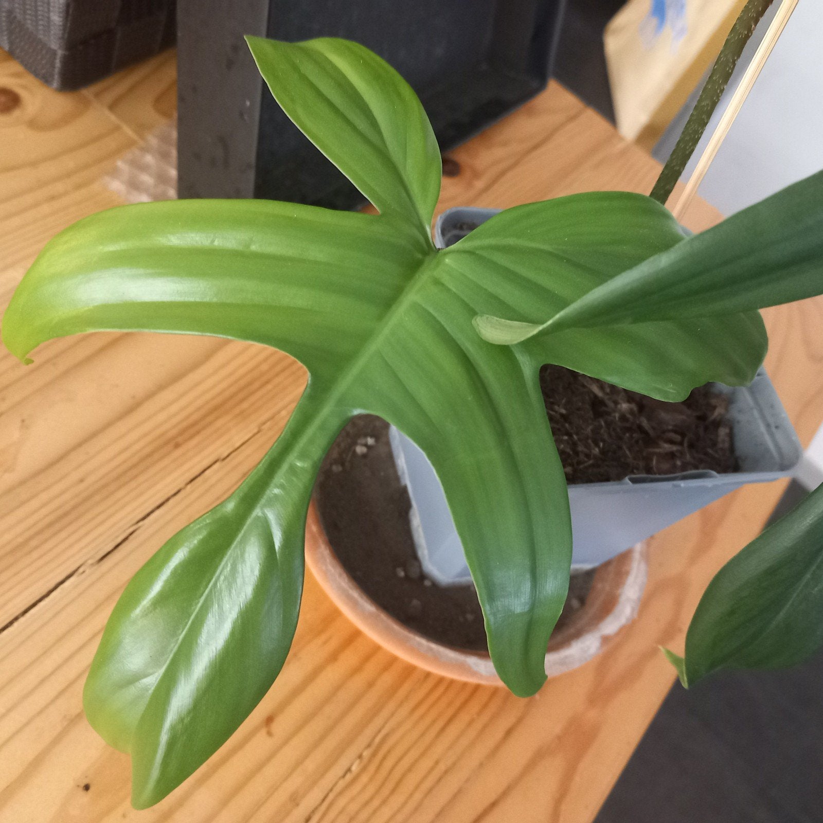 Philodendron florida beauty stek nr 3-24, Huis en Inrichting, Kamerplanten, Ophalen of Verzenden, Halfschaduw, Minder dan 100 cm