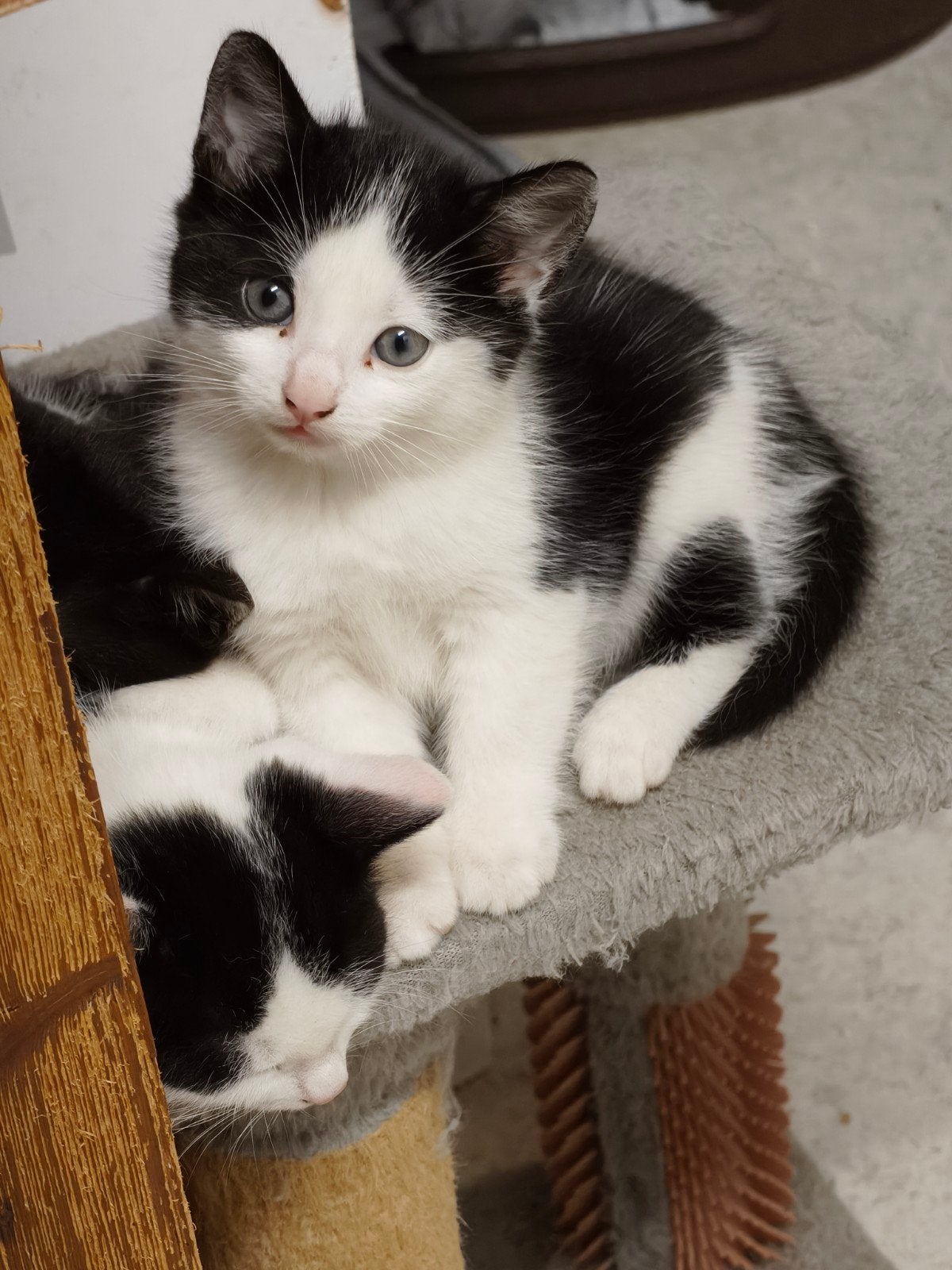 Nestje lieve speelse kittens ( nog 2 katertjes beschikbaar), Meerdere dieren, Kortharig, 0 tot 2 jaar