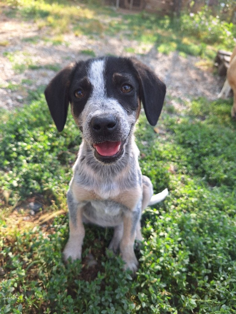 Dot – Een klein wondertje op zoek naar thuis, Dieren en Toebehoren, Honden | Niet-rashonden, Particulier, 8 tot 15 weken, Buitenland