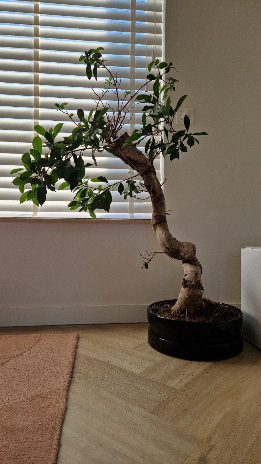 Grote Bonsai Ficus in pot - Unieke kamerplant, Huis en Inrichting, Ophalen, Ficus, 100 tot 150 cm, Halfschaduw