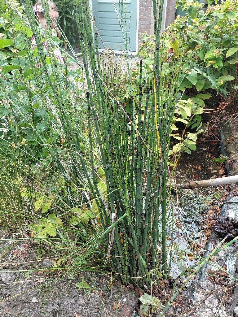 Japanse holpijp, Tuin en Terras, Ophalen, Vaste plant, Vijverplanten, Volle zon
