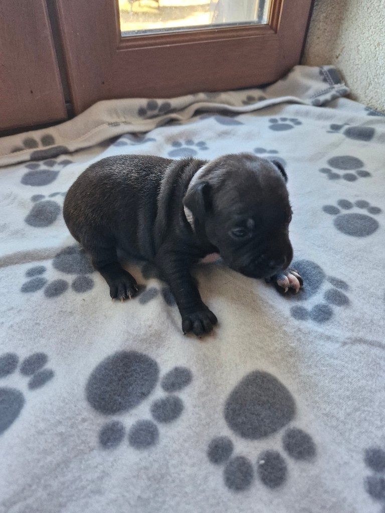Raszuiveren Engelse Stafford Pup met stamboom, Particulier, Overige rassen, 8 tot 15 weken, Buitenland