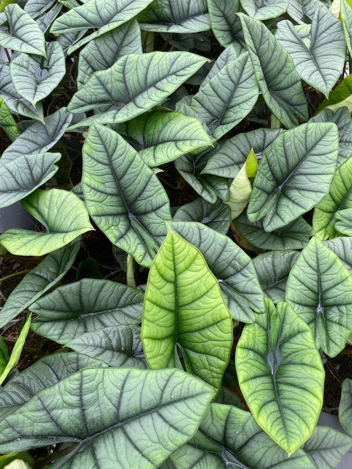 Alocasia Platinum, Ophalen of Verzenden, Halfschaduw, Minder dan 100 cm