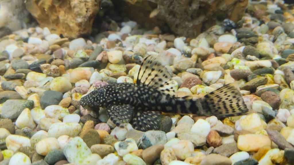 Sterke gezonde Algeneters, Dieren en Toebehoren, Vissen | Aquariumvissen, Vis, Zoetwatervis