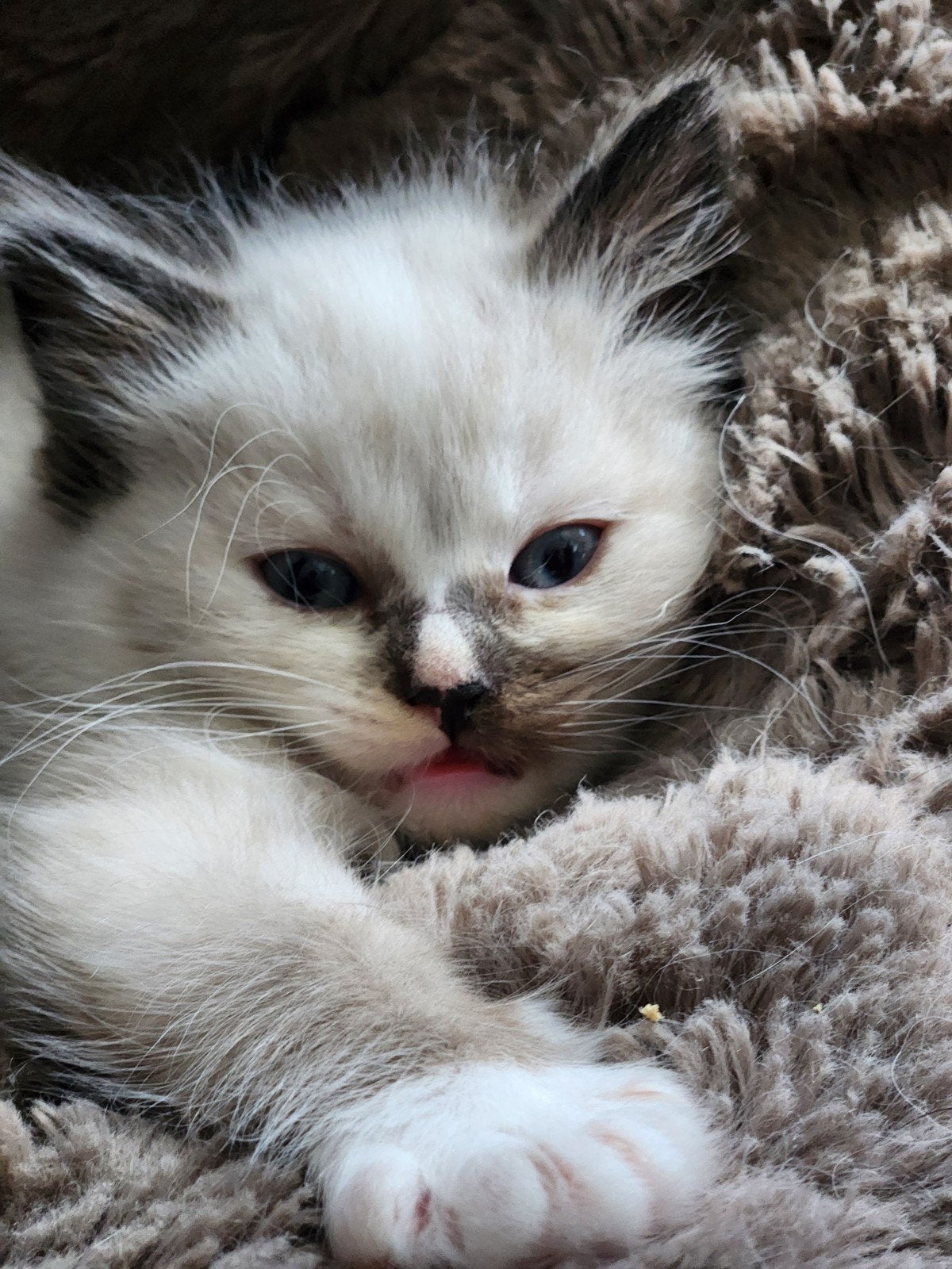 Ragdoll kittens, Meerdere dieren, Ontwormd
