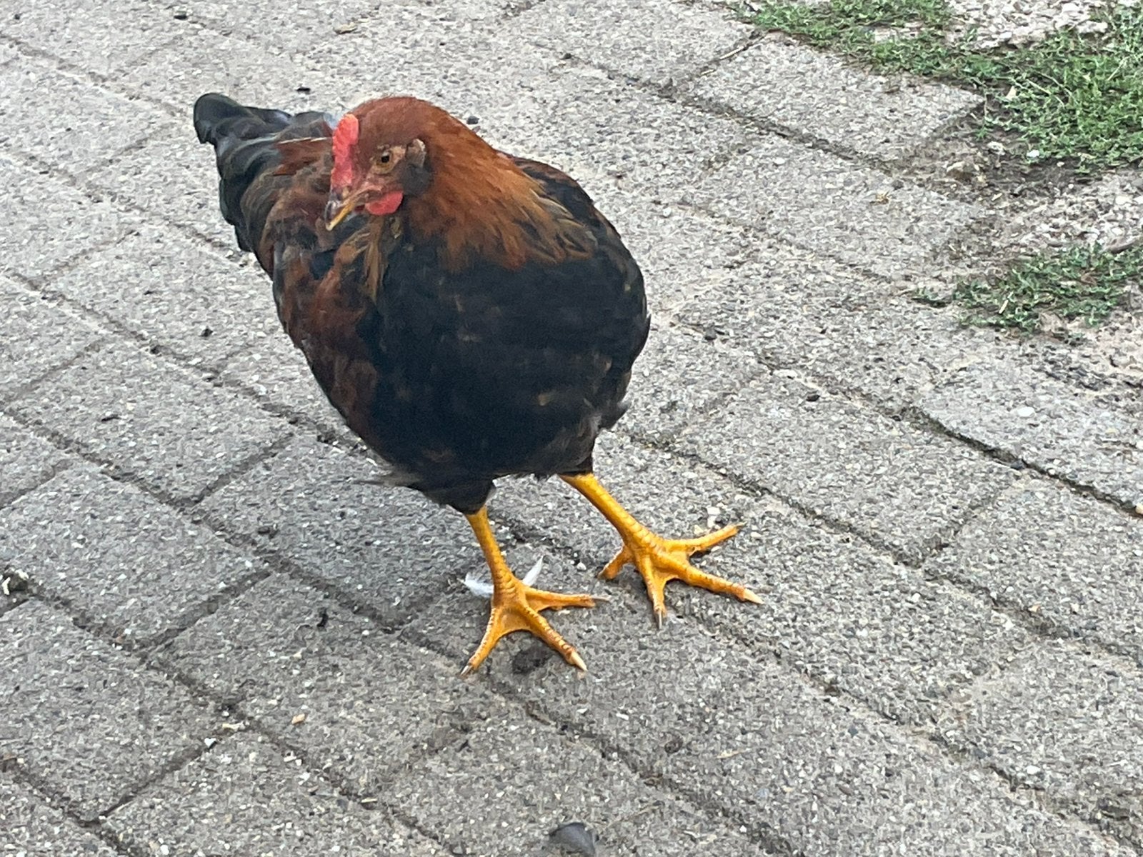 Welsumer haan, Dieren en Toebehoren, Mannelijk, Kip