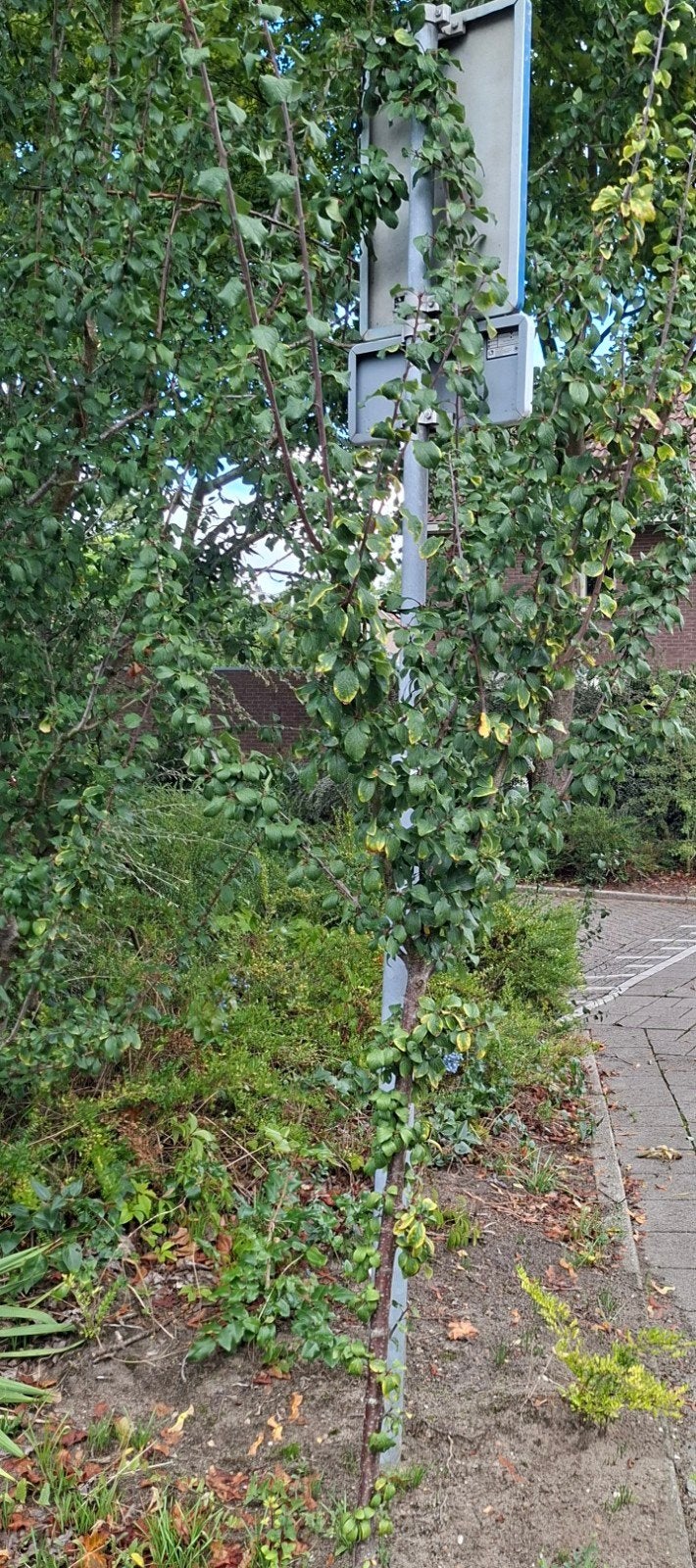 Wilde pruimenboom, Ophalen, Volle zon, Overige soorten, 100 tot 250 cm