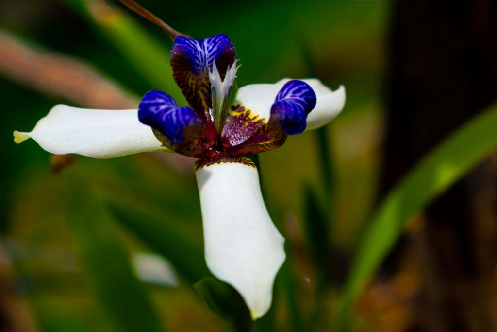 Neomarica northiana - Botanische Iris uit Brazilië, Tuin en Terras, Planten | Tuinplanten, Ophalen of Verzenden, Zomer, Vaste plant