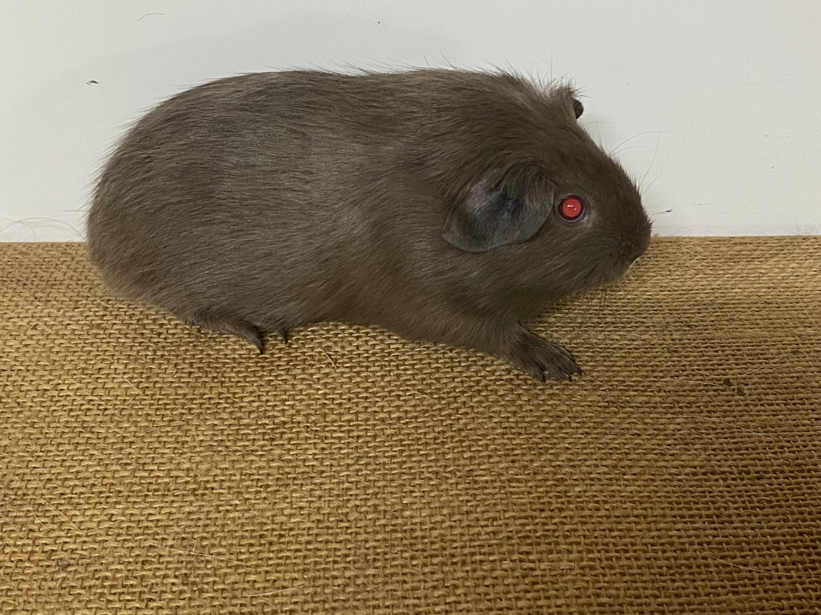 Borstel en gladhaar beertje, Dieren en Toebehoren, Cavia, Mannelijk, Tam, September