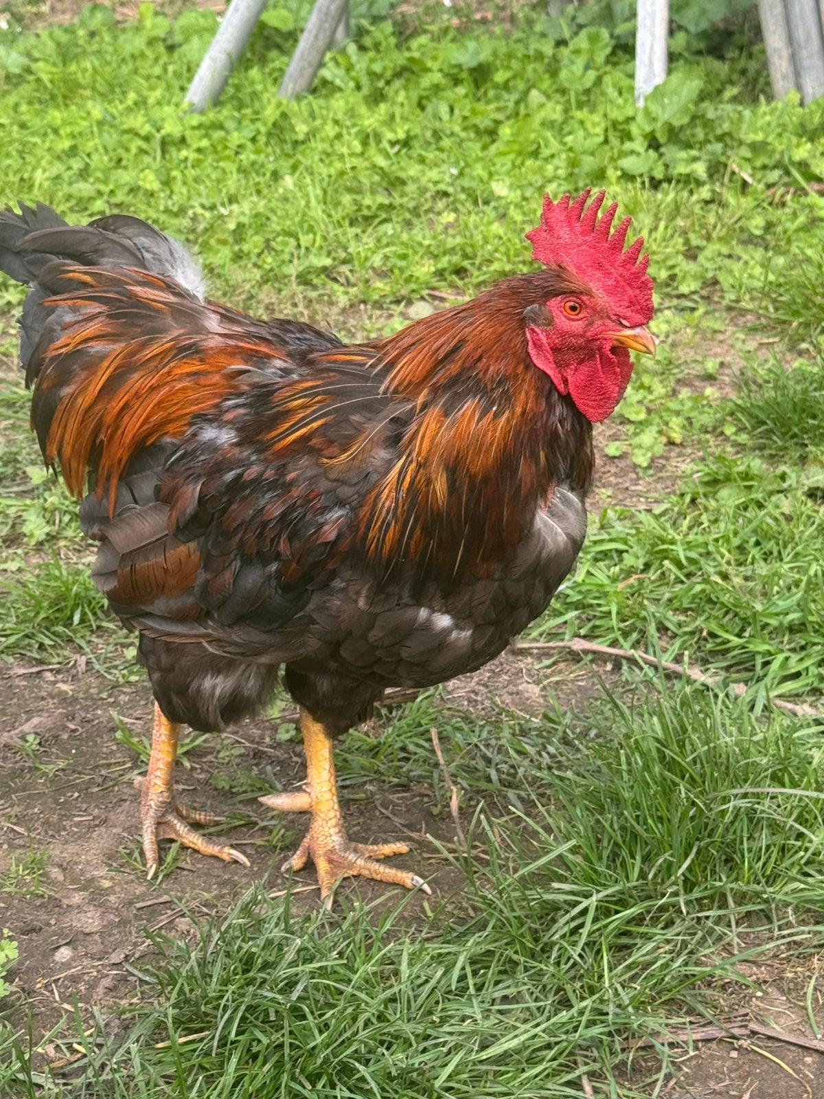 Hanen : Marans - Noord-Hollandse blauwe - barnevelders, Mannelijk, Kip