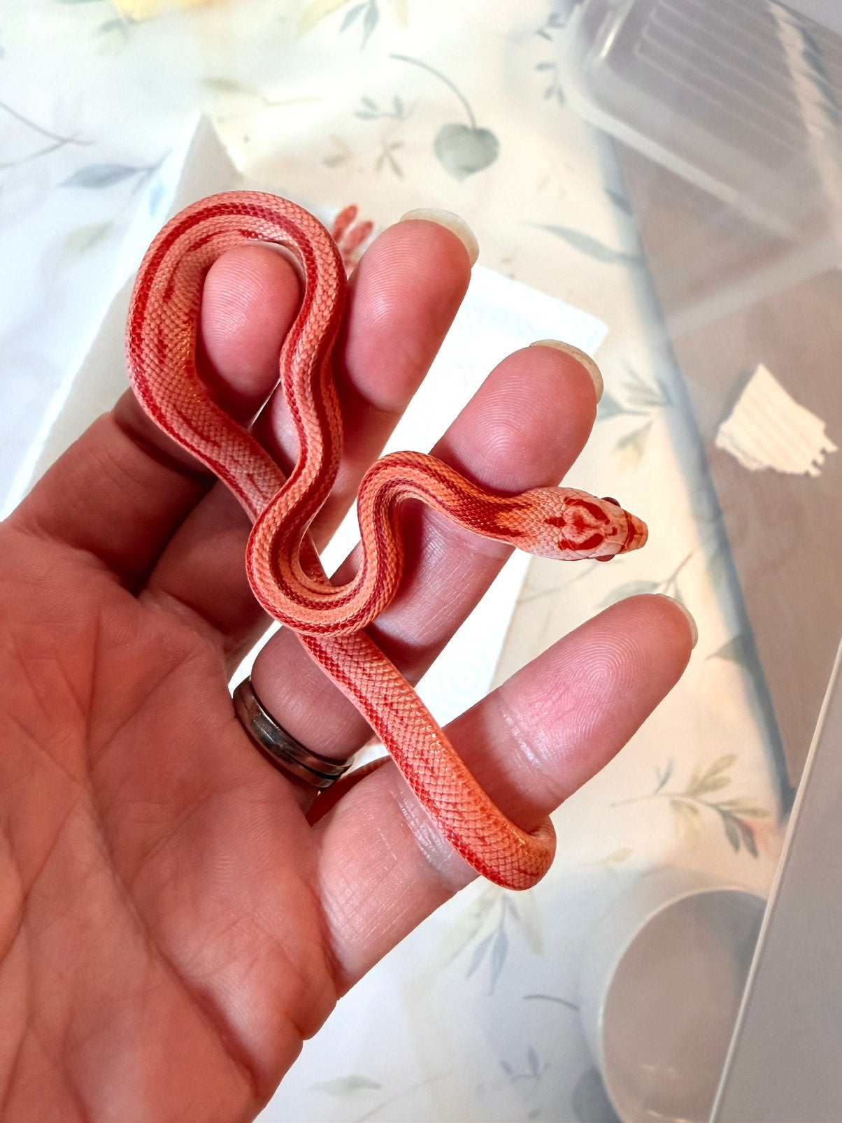 Jonge Amel Stripe korenslangen – geboren juli 2026 Corn Snake photo 9