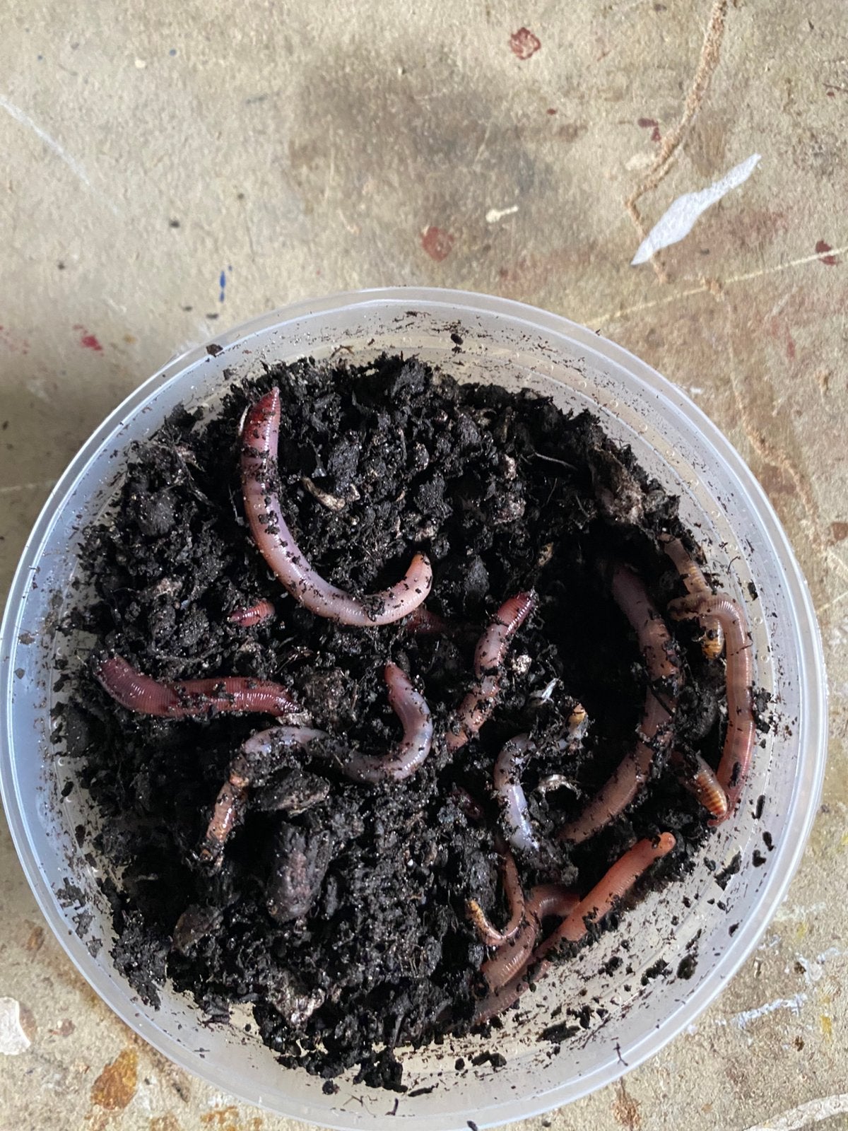 Evezet Klein bakje Mestpieren (goed gevuld), Overige typen, Nieuw, S, H