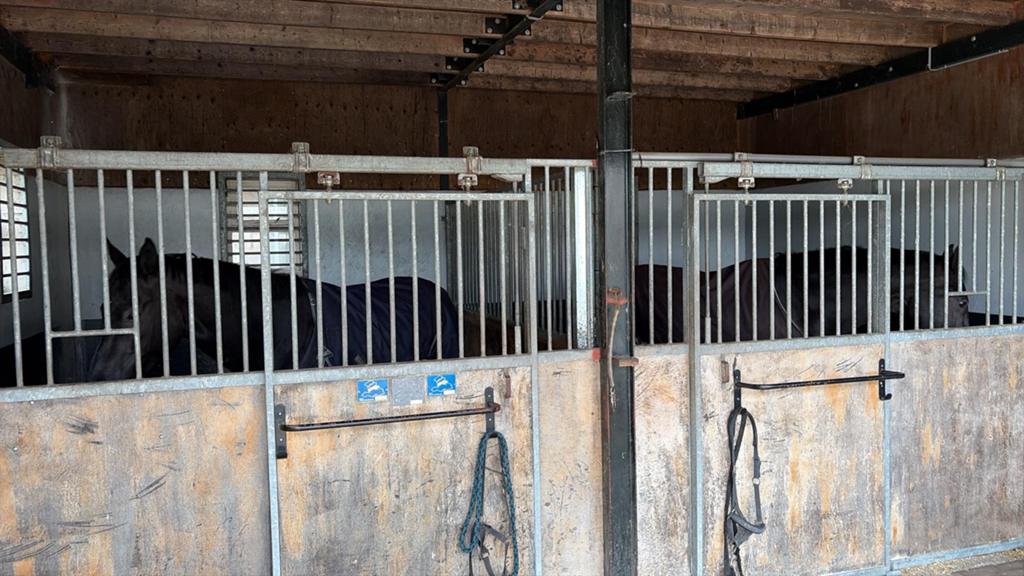 Paardenstal te koop, Dieren en Toebehoren, Stalling, 2 of 3 paarden of pony's