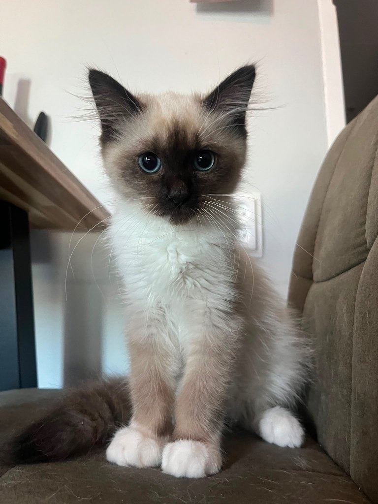 Lieve Seal mitted Ragdoll kitten, Dieren en Toebehoren, Katten en Kittens | Raskatten | Langhaar, Poes, Gechipt, 0 tot 2 jaar