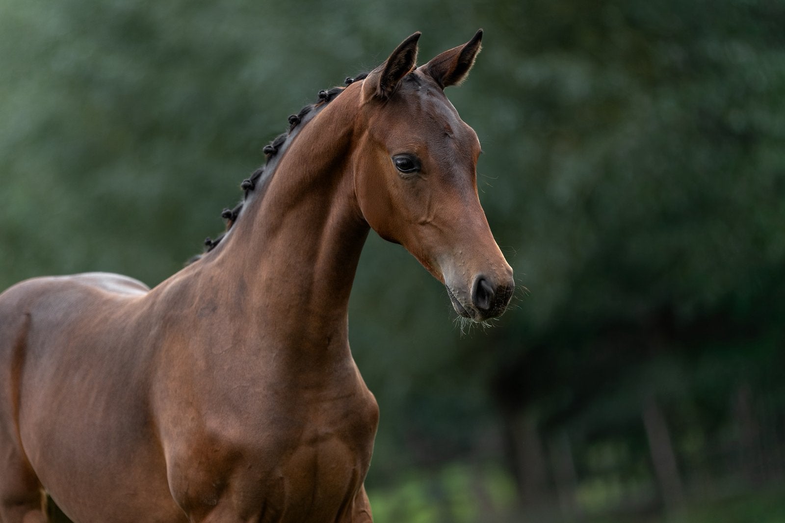 Sjiek dressuurveulen Total McLaren x Negro, Dieren en Toebehoren, Merrie, Onbeleerd, Dressuurpaard, 0 tot 2 jaar