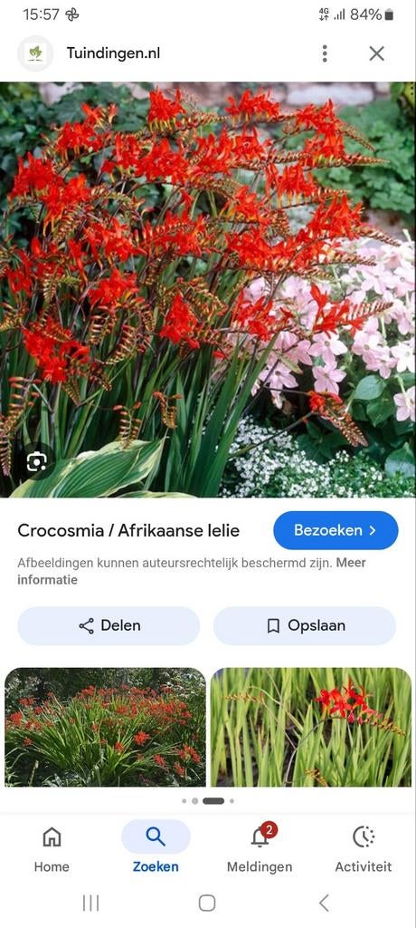 Crocosmia 'Lucifer' - Afrikaanse lelie, Ophalen