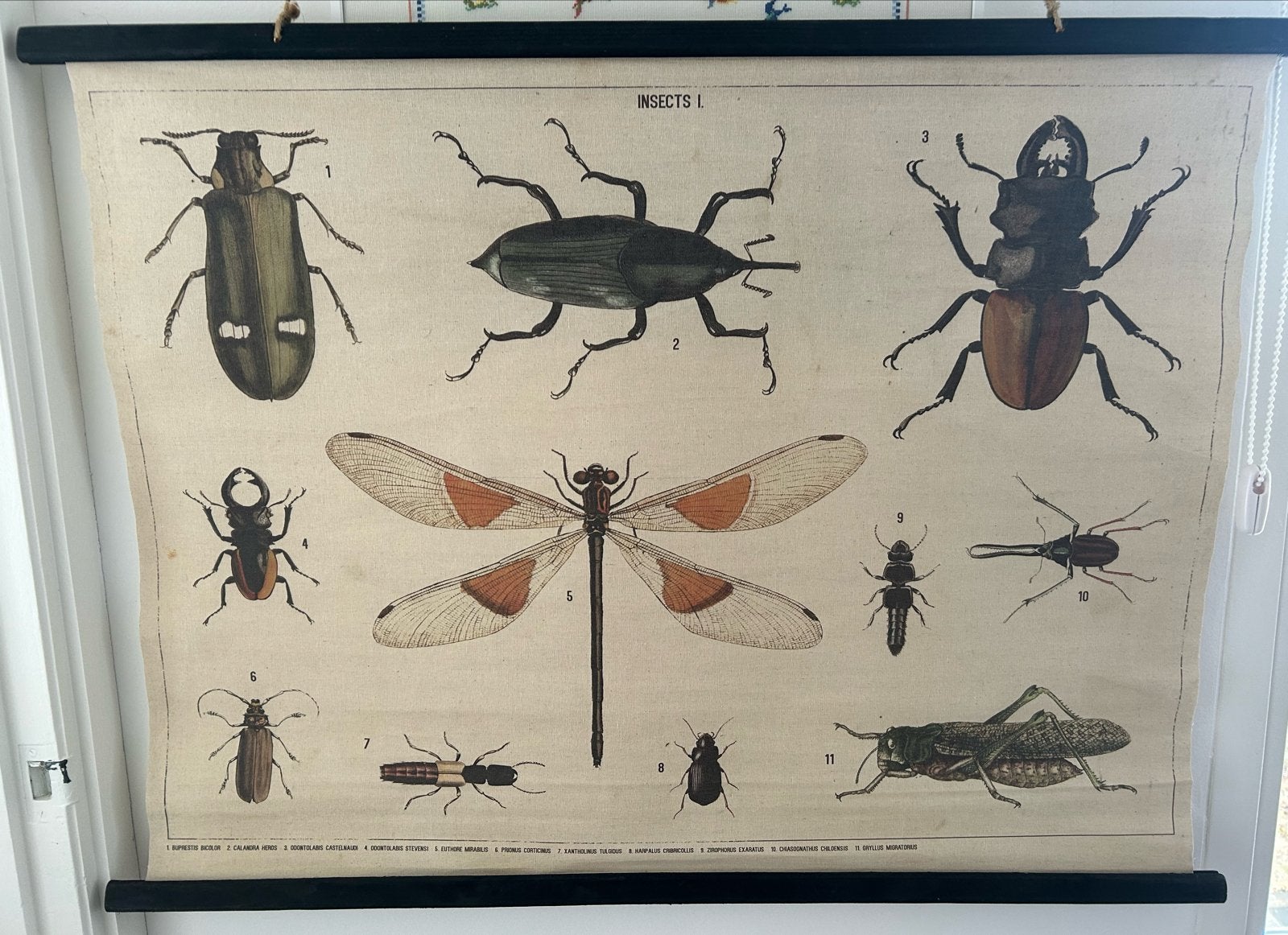 Vintage insecten schoolplaat - Wanddecoratie, Ophalen, Gebruikt, Wandhanger, Textiel