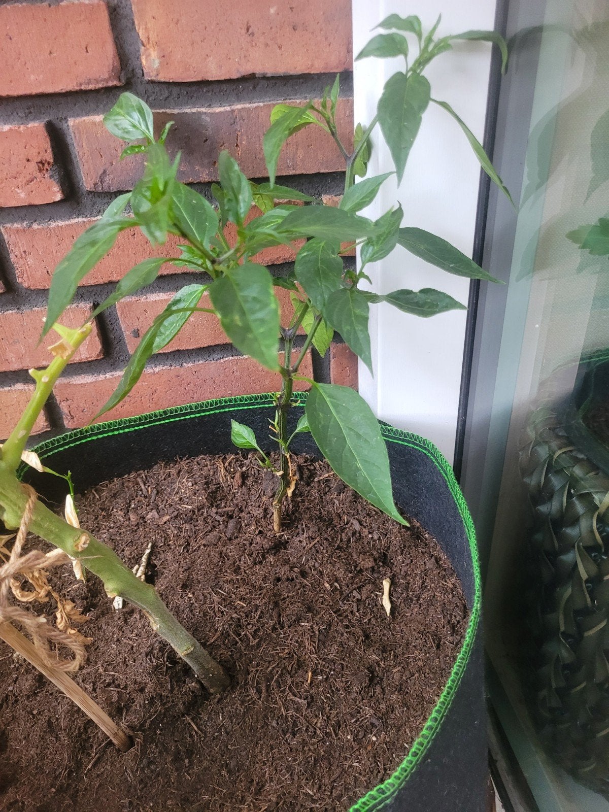 peper plant, Ophalen, Minder dan 100 cm, Overige soorten, Zomer