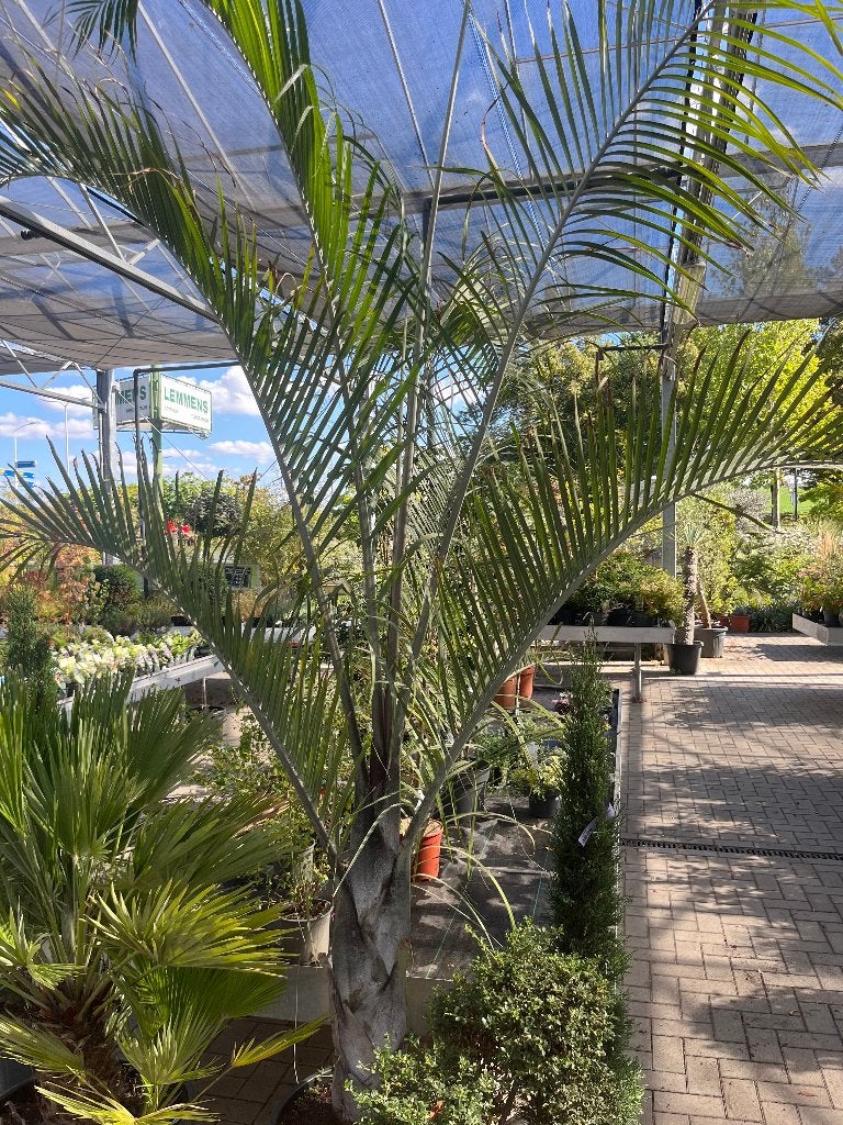 Dypsis decaryi (driehoekspalm) - mooie sierlijke palm, Tuin en Terras, Volle zon, Bloeit niet, Ophalen of Verzenden, 100 tot 250 cm