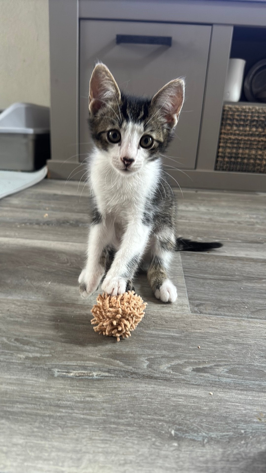 2 lieve broertjes zoeken een warm mandje ., Dieren en Toebehoren, Katten en Kittens | Raskatten | Langhaar, Kater, Ontwormd