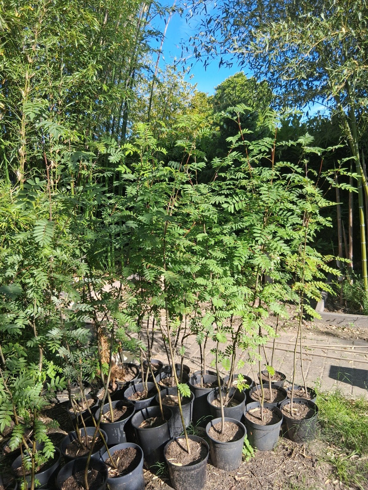 Lijsterbes sorbus aucuparia in kweekpotten, Tuin en Terras, Ophalen, Volle zon, Overige soorten, Minder dan 100 cm