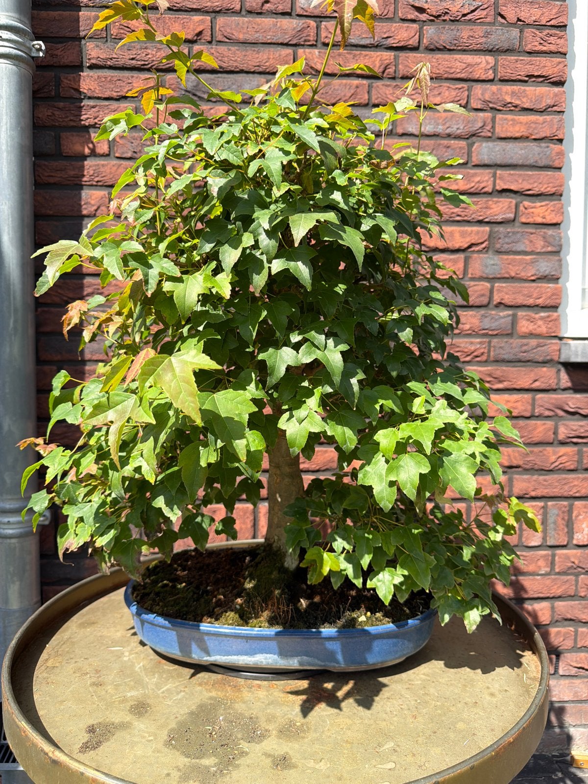 Acer buergerianum bonsai in blauwe pot - 54 cm hoog, Volle zon, Vaste plant, Bloeit niet, Ophalen