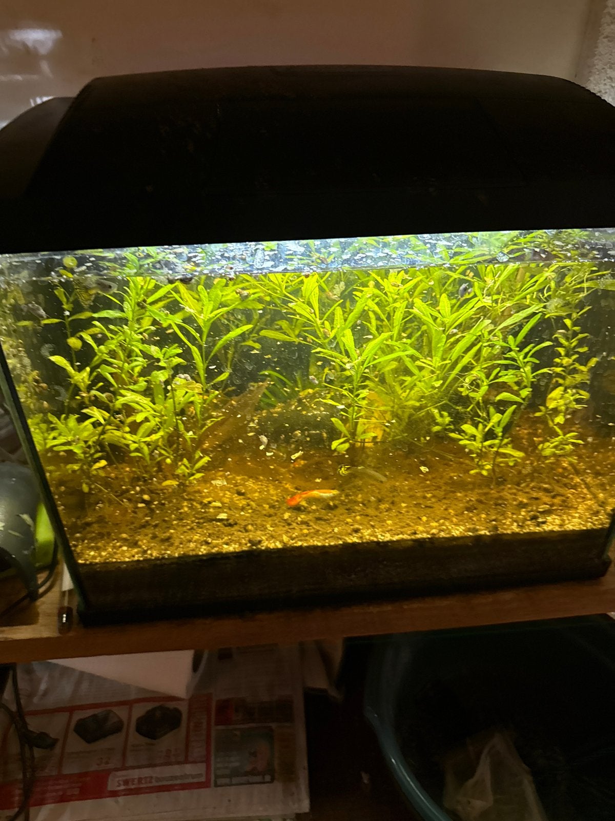 Aquarium met pomp en lichtkap, Ophalen, Gebruikt, Leeg aquarium, Tetra