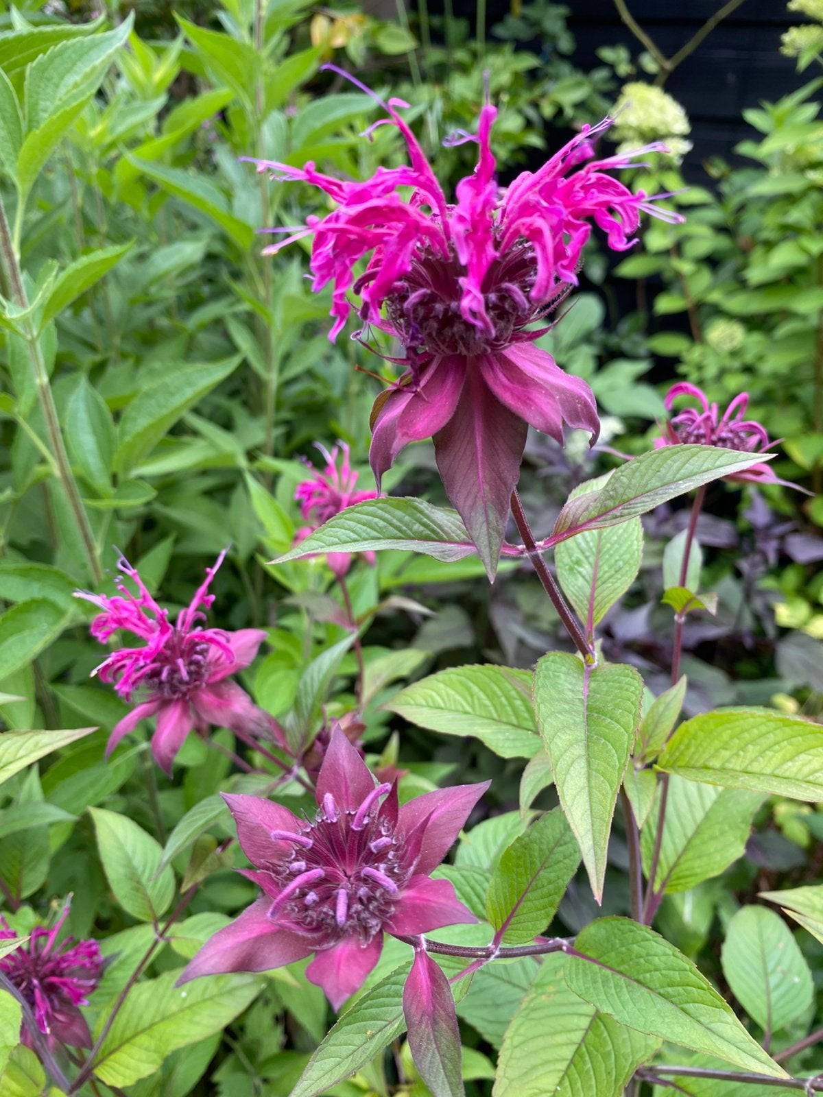 Monarda Kardinal, prachtige vaste tuinplant!, Volle zon, Vaste plant, Zomer, Ophalen