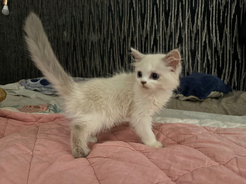 Perzisch dollface kitten lilac point, Dieren en Toebehoren, Poes, Gechipt, 0 tot 2 jaar