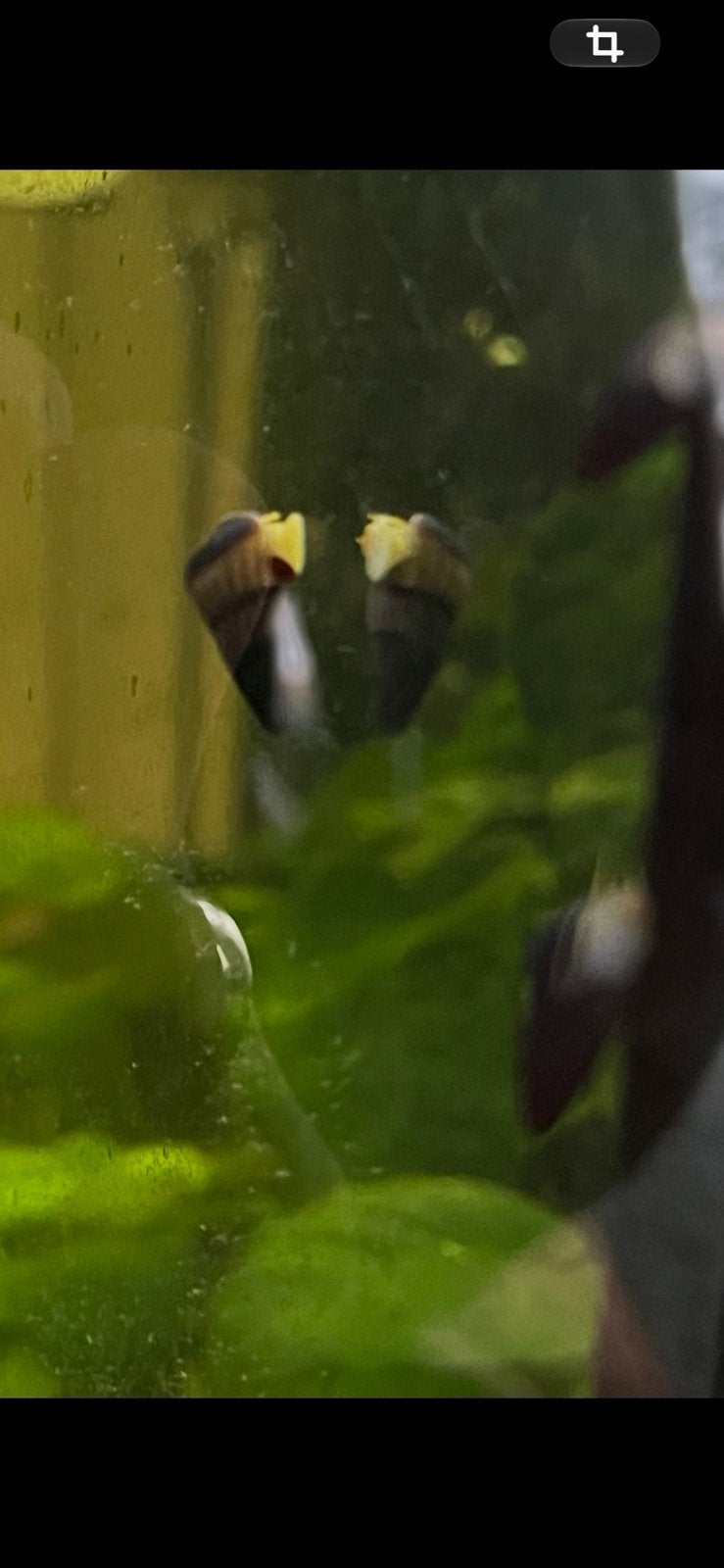 Sulawesislak/ konijnenslak Gratis af te halen!!!, Slak of Weekdier