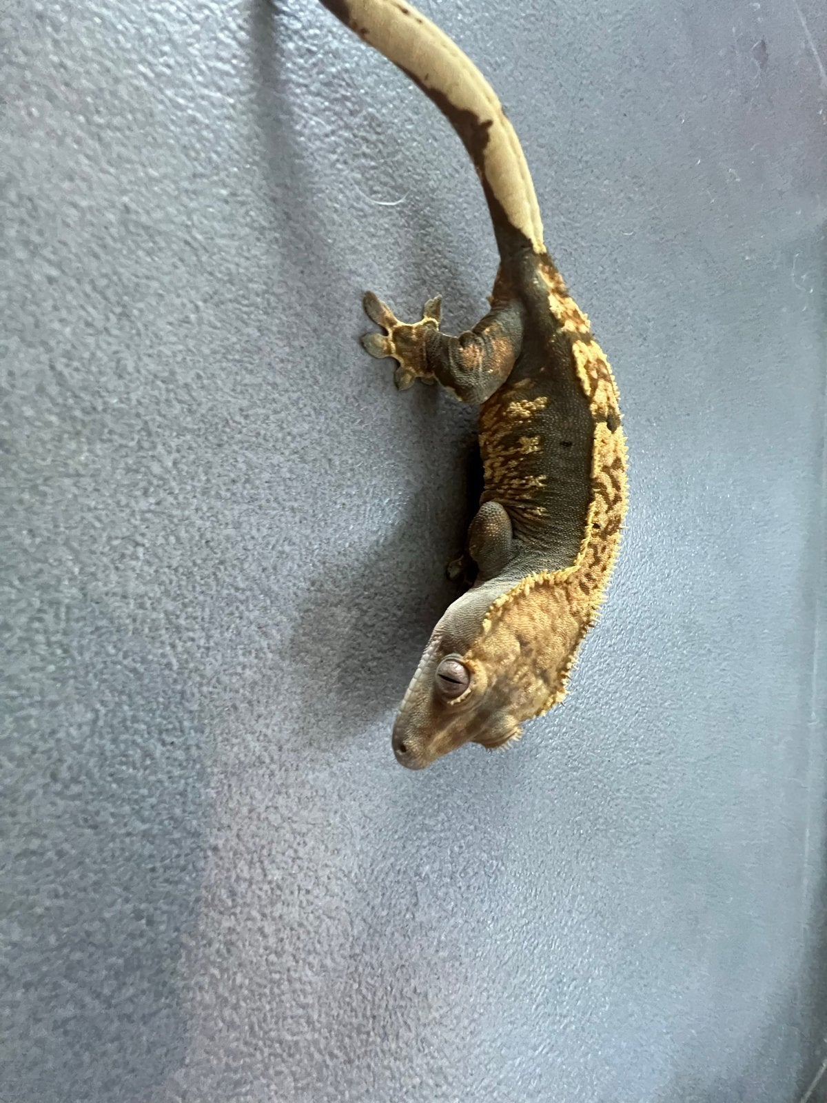 2wimpergecko mer terrarium