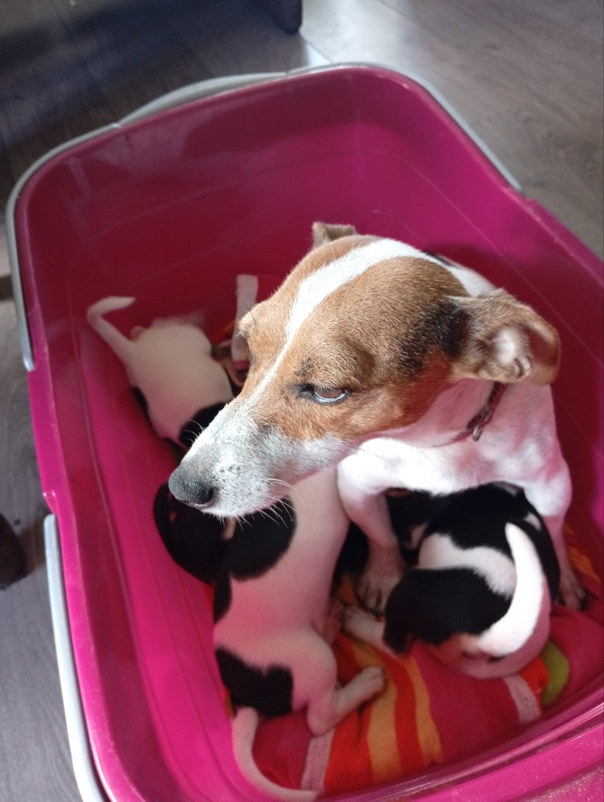 Jack Russel pupps, Jack Russell Terriër, 8 tot 15 weken, Meerdere, Meerdere dieren