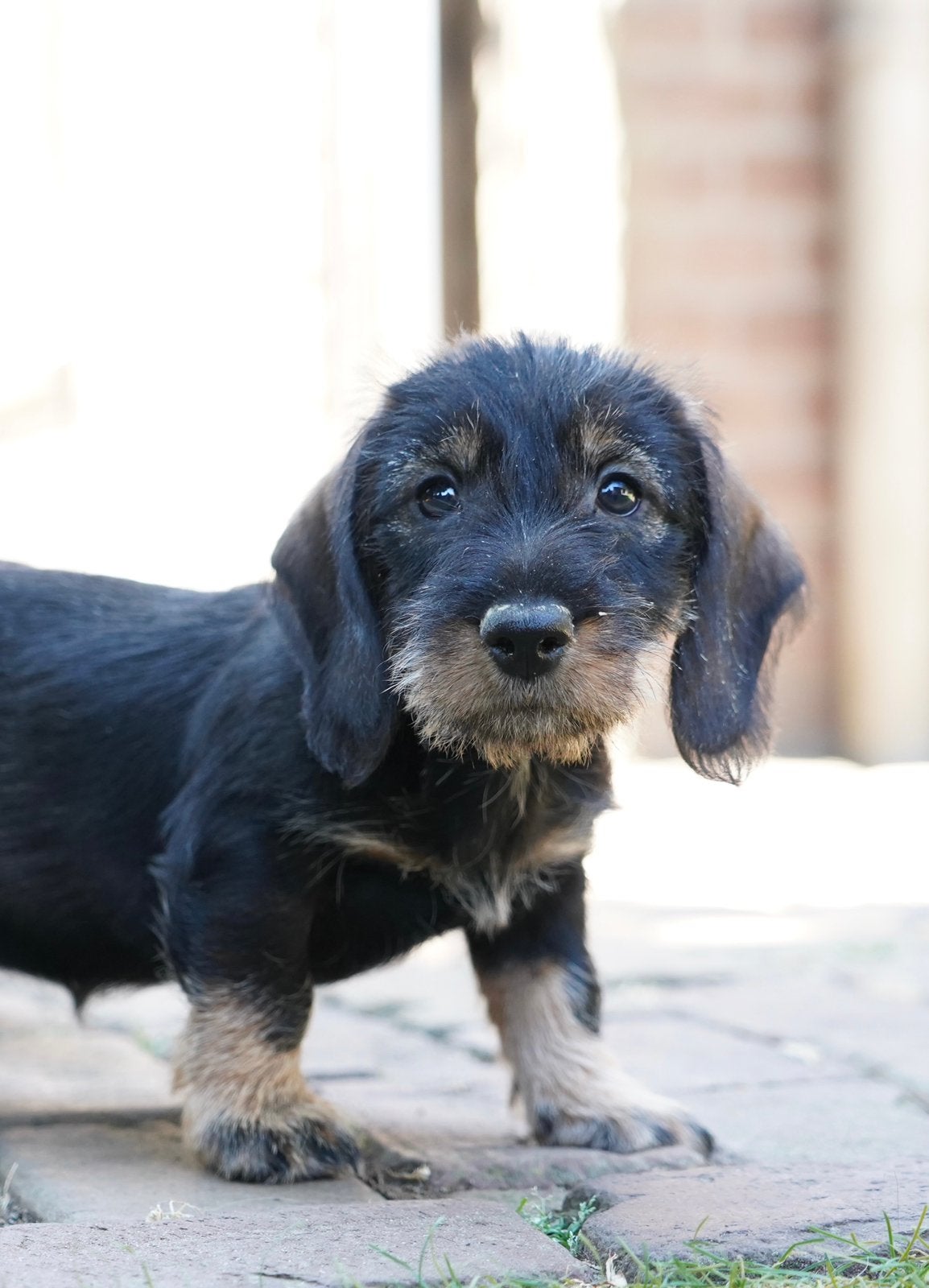 Ruwharige Standaard Teckel pups, Dieren en Toebehoren, Parvo, Standaard, Nederland, 8 tot 15 weken