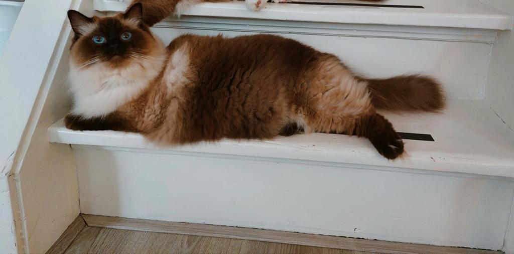 Lieve Ragdoll poes zoekt nieuw thuis, Poes