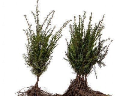 Taxus baccata, Venijnboom, Taxushaag, Ophalen of Verzenden, Taxus, Struik, Minder dan 100 cm