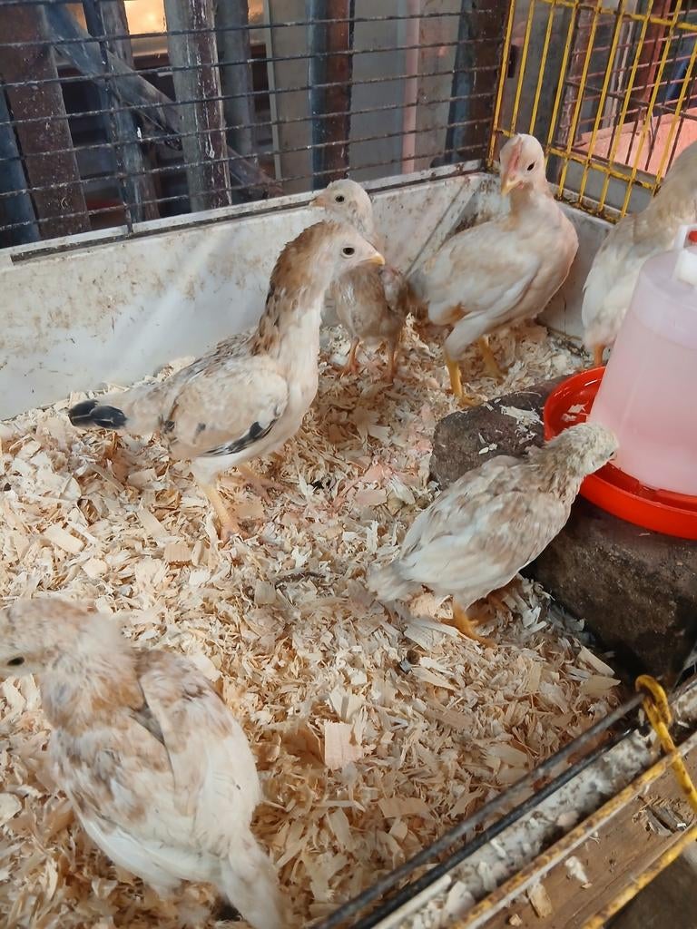 Ko-shamo kuikens te koop, Dieren en Toebehoren, Meerdere dieren, Kip