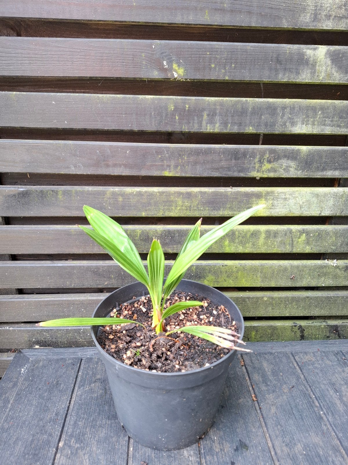Palmboom trachycarpus fortunei zaailing, Ophalen, Bloeit niet, Overige soorten, Volle zon