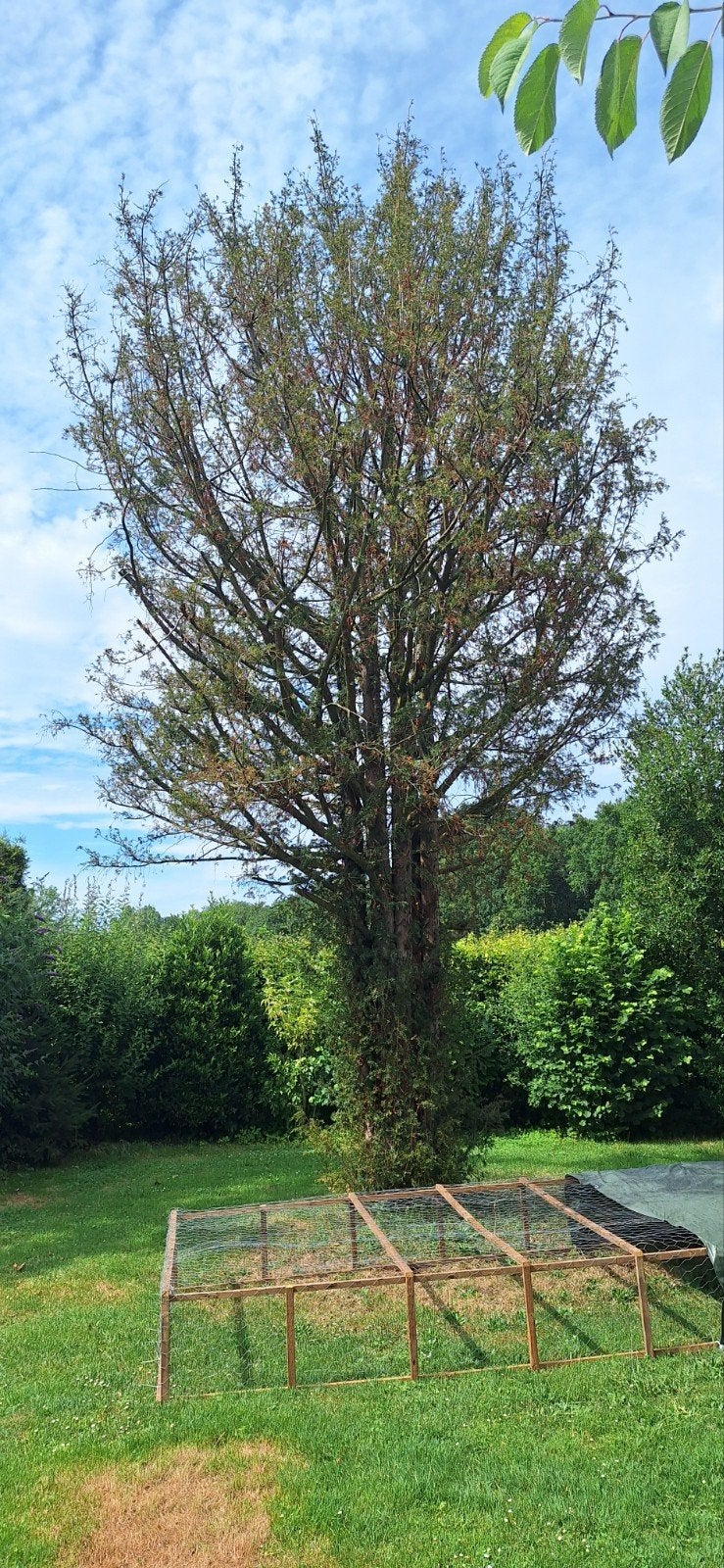 Gratis openhaard hout. Zelf omzagen en alles afvoeren., Ophalen, Bloeit niet, Halfschaduw, Overige soorten