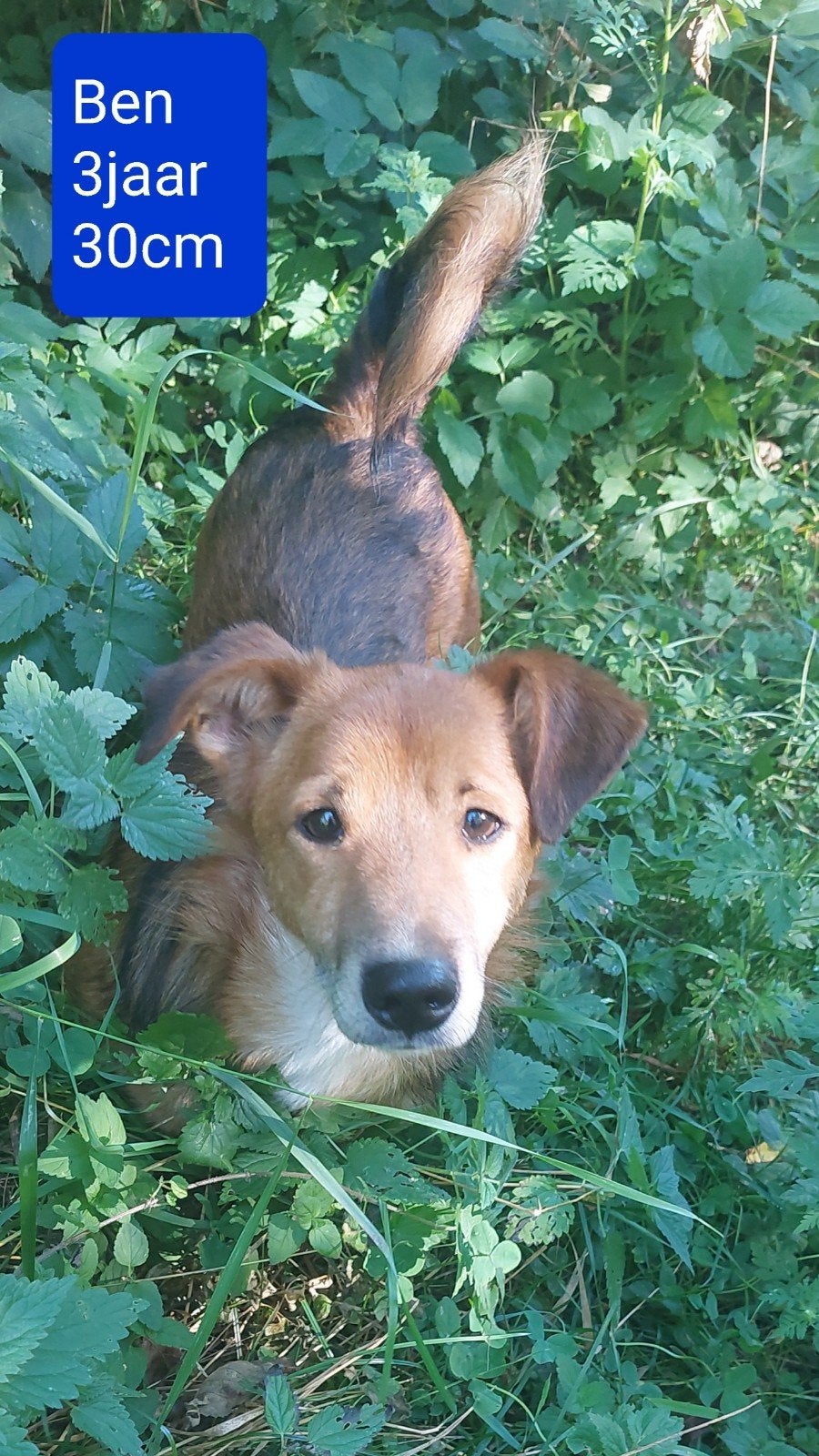 Lieve Ben is ter adoptie!, Dieren en Toebehoren, Honden | Niet-rashonden, Buitenland, Parvo, Eén hond, Klein