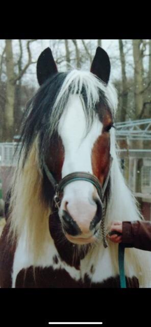 Diepvries sperma van Boy Benz, homozygoot,Vader O’Malley, Dieren en Toebehoren, Ophalen, Zo goed als nieuw, Overige soorten