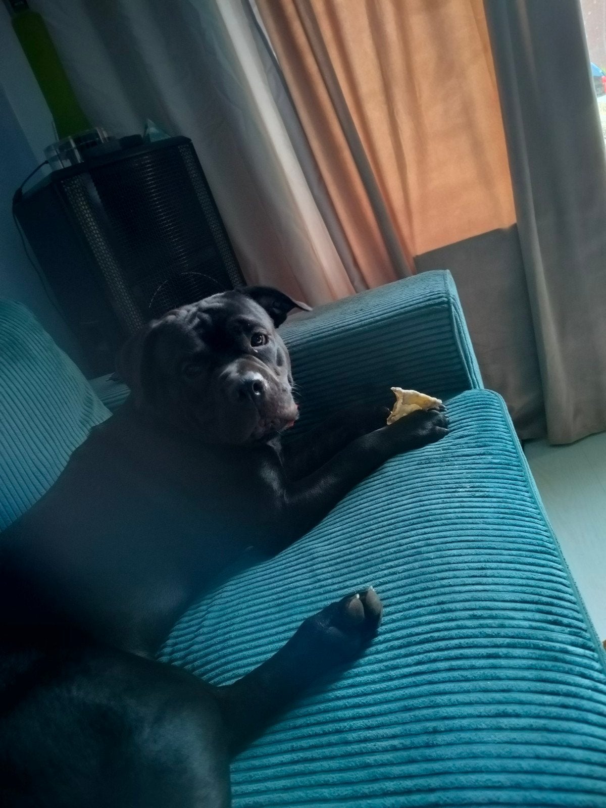Hond gratis ophalen wegens verhuizing, Reu, 8 tot 15 weken, Eén hond, Nederland