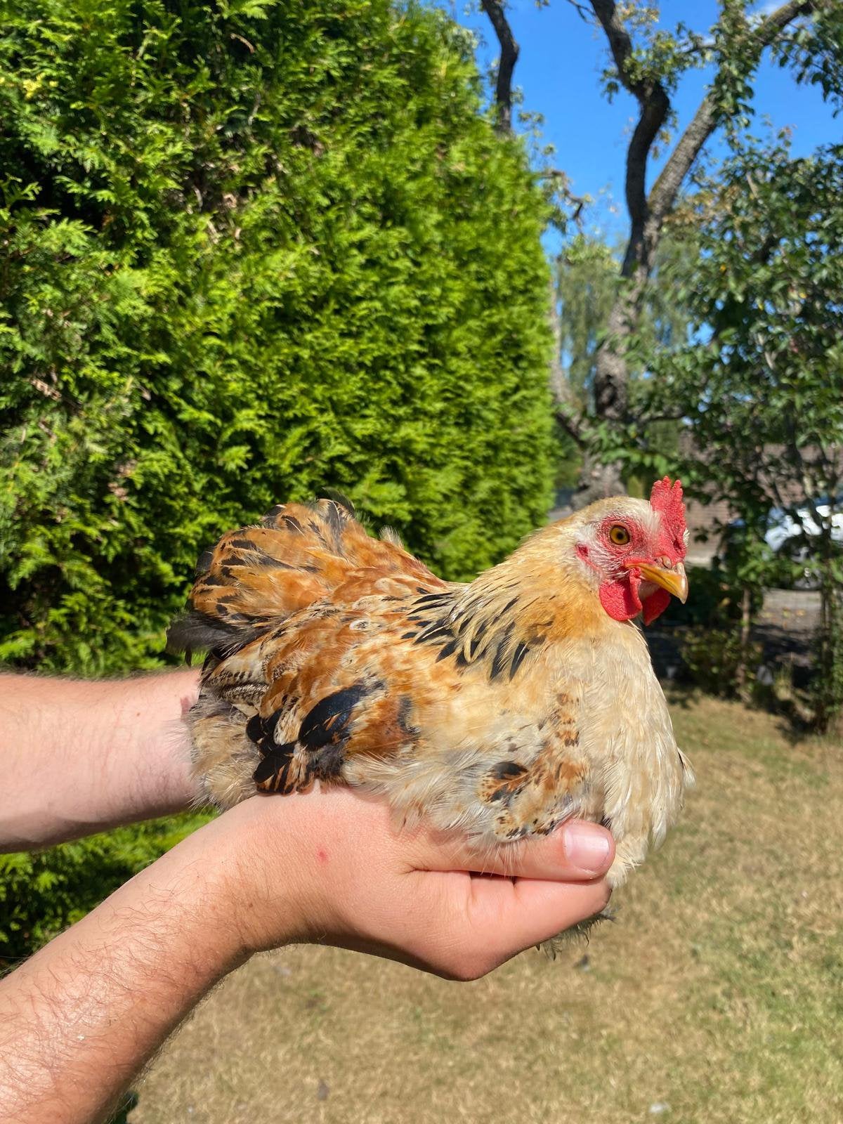 Cochin kriel haan kuiken te koop, Mannelijk, Kip