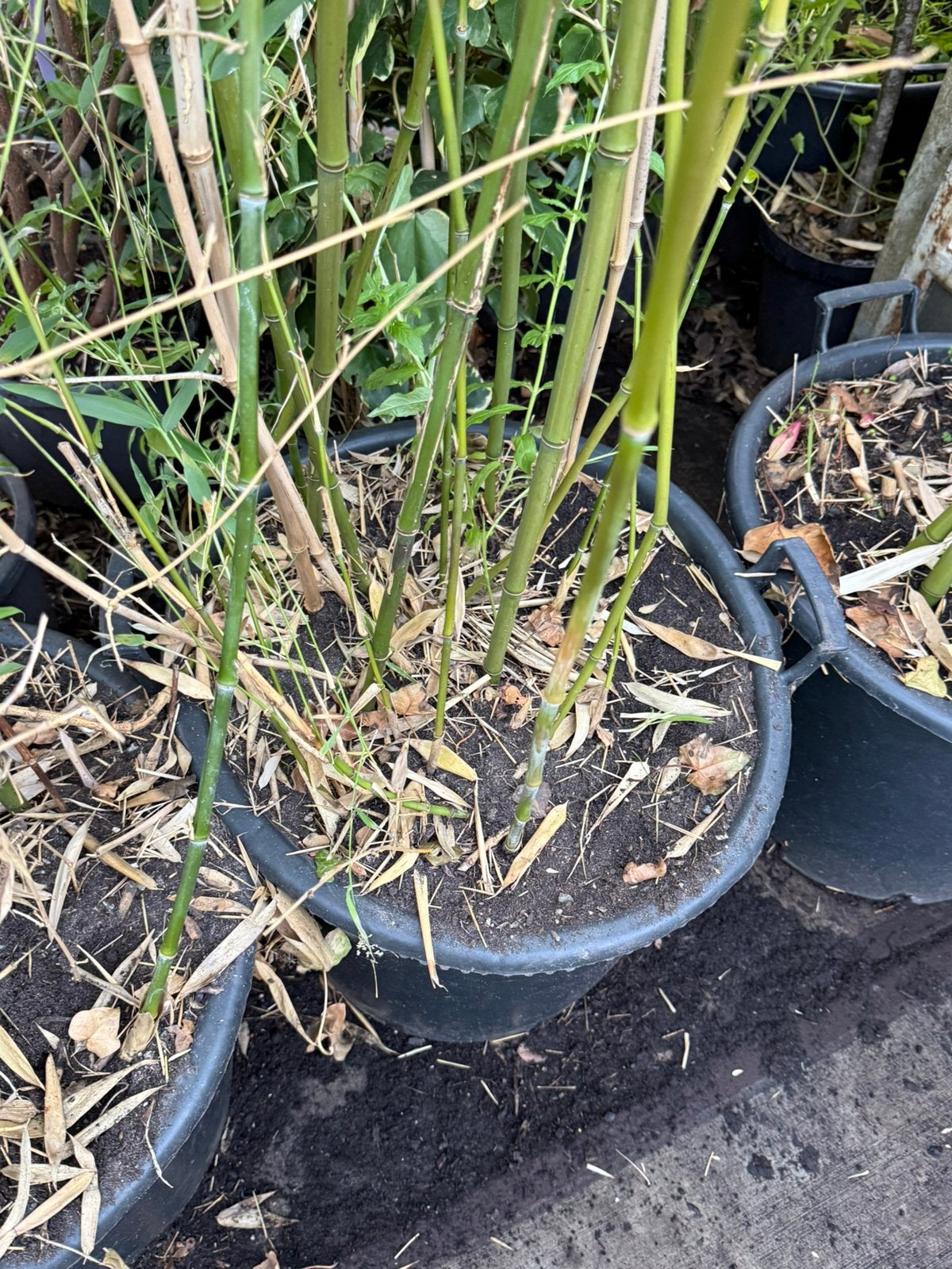 Bamboe grote kuip hoog 3tot 4 meter vol nieuwe  takken, Volle zon, Vaste plant, Bloeit niet, Ophalen