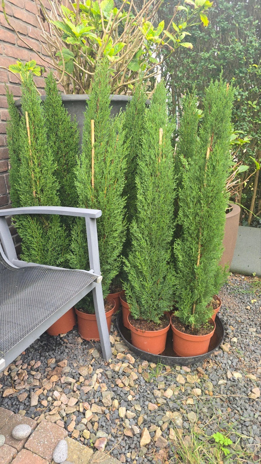 Cipressen uit Italië. 10 stuks. In pot. Totem Cipres, Tuin en Terras, Overige soorten, 100 tot 250 cm, Ophalen, Volle zon