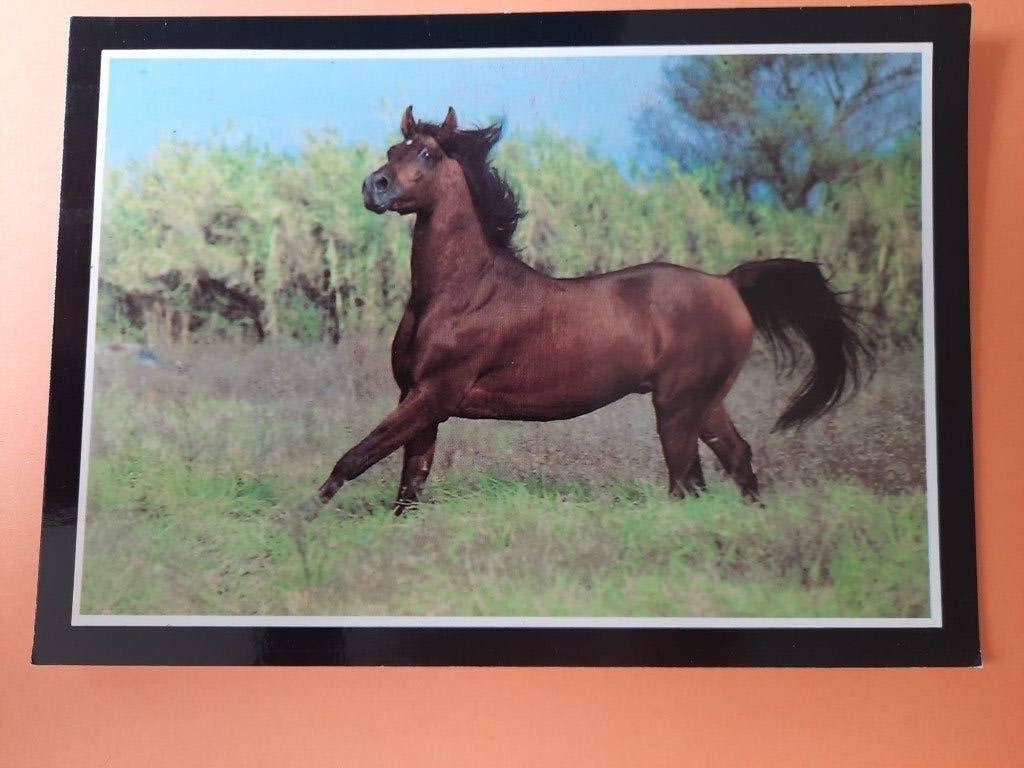 ansichtkaart paard veulen, Verzamelen, Ansichtkaarten | Dieren, Ophalen, 1980 tot heden, Ongelopen, Paard